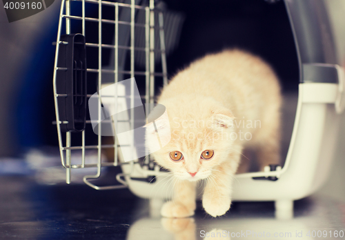 Image of close up of scottish fold kitten in cat carrier 