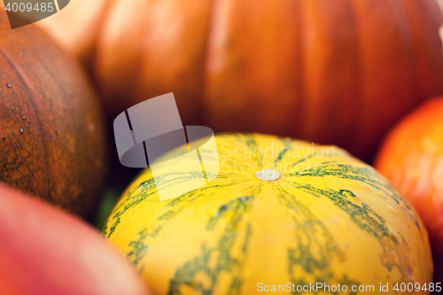 Image of close up of pumpkins