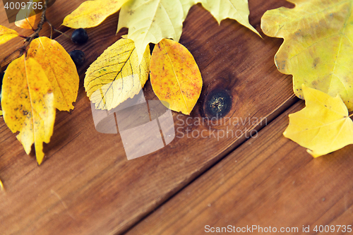 Image of close up of many different fallen autumn leaves