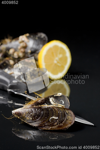 Image of raw mussels from galicia spain in black background