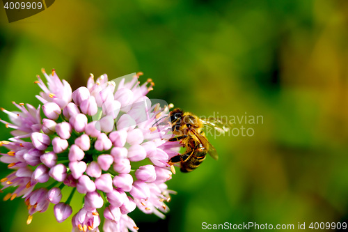 Image of bee pollinating flower