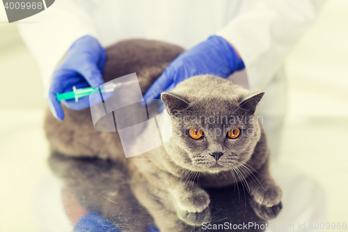 Image of close up of vet making vaccine to cat at clinic