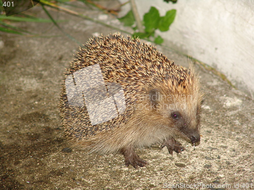 Image of Porcupine