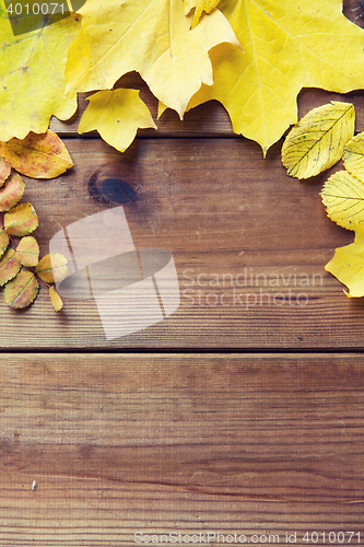 Image of close up of many different fallen autumn leaves