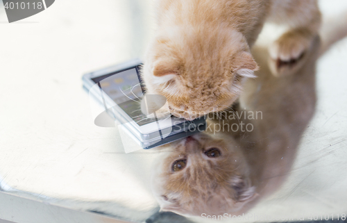 Image of close up of scottish fold kitten with smartphone