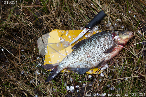 Image of Cleaning fish in nature (kitchen truck, field kitchen). Food preparation