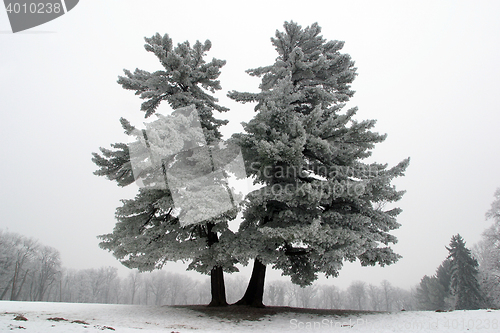 Image of Snowy tree, alone in the snowy field