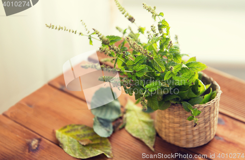 Image of close up of melissa in basket on wooden table