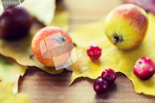 Image of close up of autumn leaves, fruits and berries