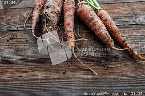 Image of New harvest fresh organic carrots
