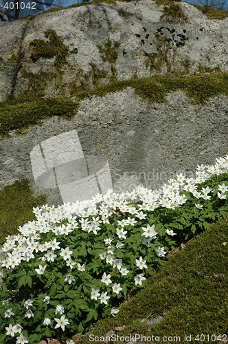 Image of Flowers in spring