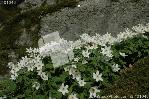 Image of Anemones in spring