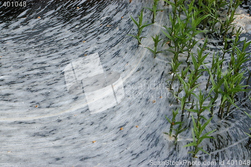 Image of Flowers in streaming water