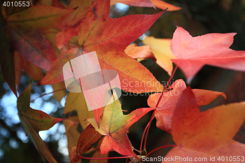 Image of Changing Autumn Leaves