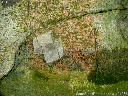 Image of Green plants on an old stone