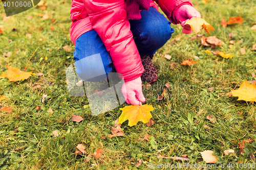 Image of close up of little girl collecting autumn leaves