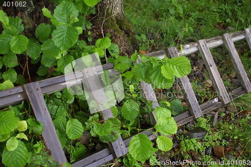 Image of Springtime - new life in the ladder