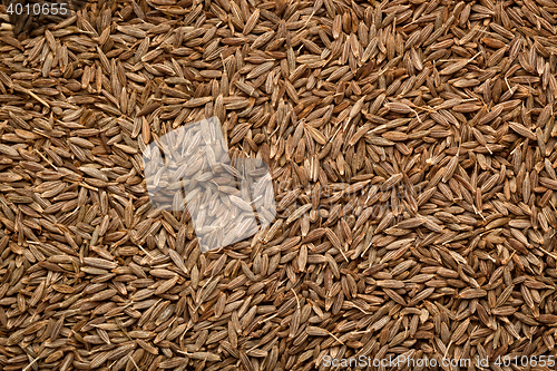 Image of Cumin seeds