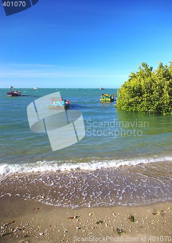 Image of Mangrove and Boot