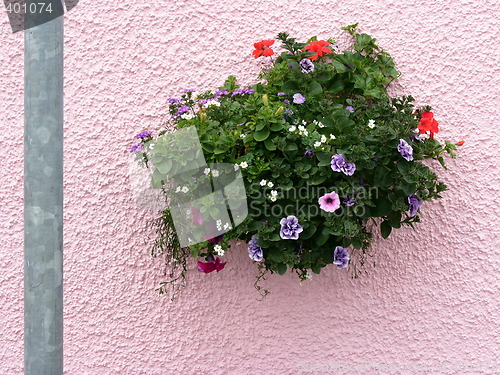 Image of Flowers on a pink wall