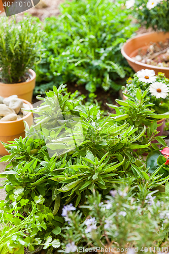 Image of Plants with flowers and herbs in garden