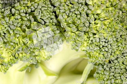 Image of Background of broccoli