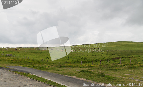 Image of cows grazing on farmland field in ireland