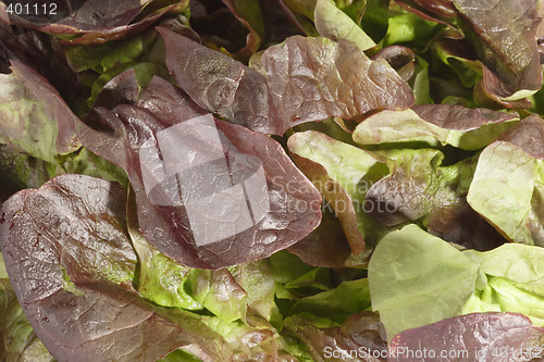 Image of Lettuce