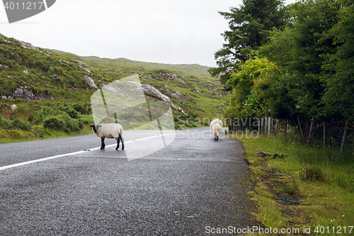 Image of sheep grazing on road at connemara in ireland