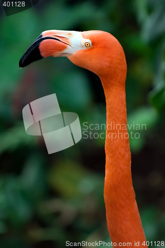 Image of Flamingo's head
