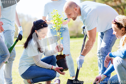 Image of group of volunteers planting tree in park