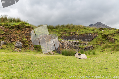 Image of sheep grazing on hills of connemara in ireland