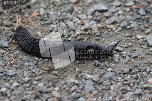 Image of Common Black Snail (Slug)