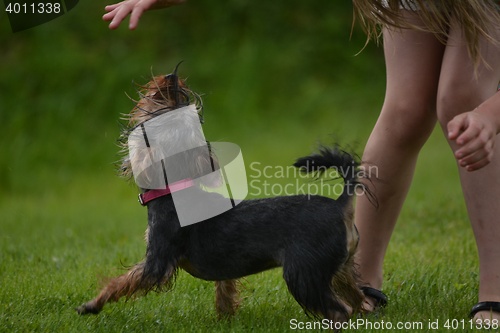 Image of Yorkshire Terriers are an increasingly popular dog for families