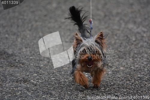 Image of Even though small, a yorkie (Yorkshire Terrier) has stamina and can walk long stretches