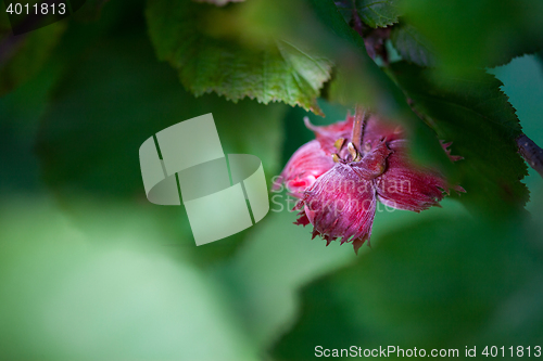 Image of hazelnuts on a branch