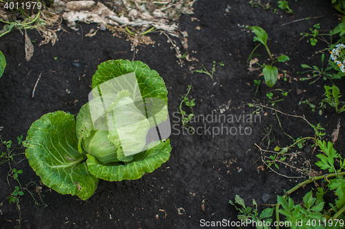 Image of Fresh harvesting cabbage