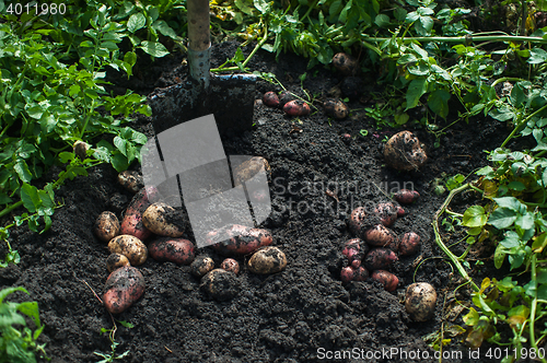 Image of Fresh harvesting potatoes