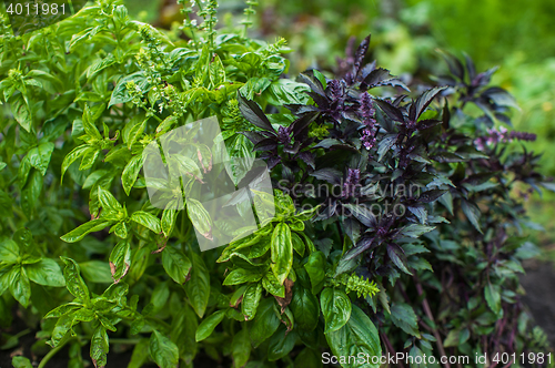Image of Fresh harvesting basil