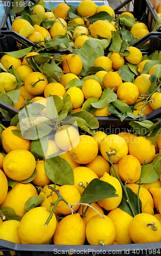 Image of Baskets with lemons