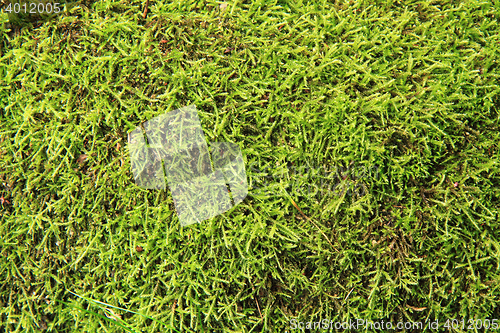 Image of lichen and moss background