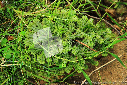 Image of lichen and moss background