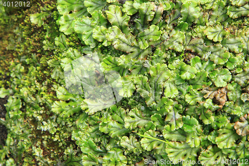 Image of lichen and moss background