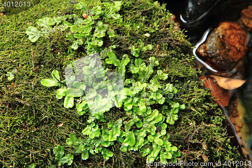 Image of lichen and moss background