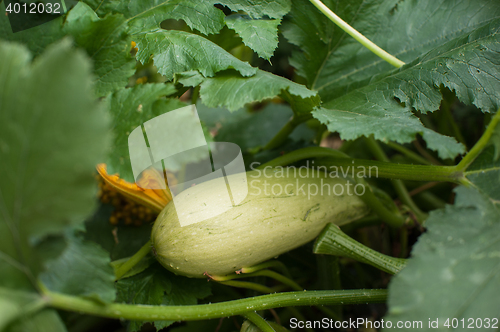 Image of Fresh harvesting zucchini