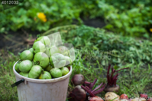 Image of Fresh harvesting tomatoes