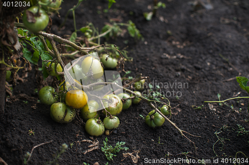 Image of Fresh harvesting tomatoes