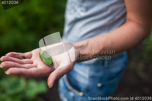 Image of Fresh harvesting cucumbers