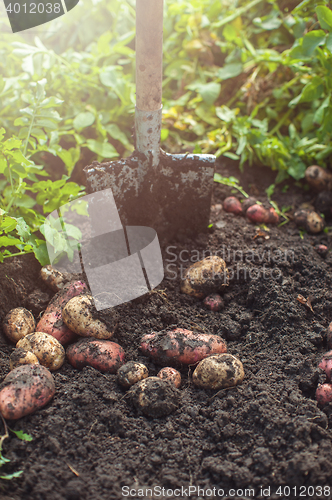 Image of Fresh harvesting potatoes