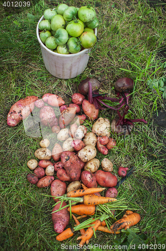Image of Harvest of fresh vegetables
